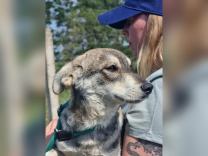 Balto, geboren 01.01.2025, 39cm sucht liebevolles Zuhause