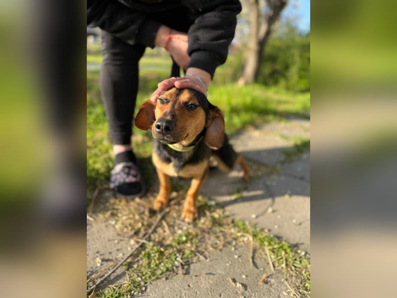Amigo, geboren 08.04.2023, 35cm sucht sein Zuhause