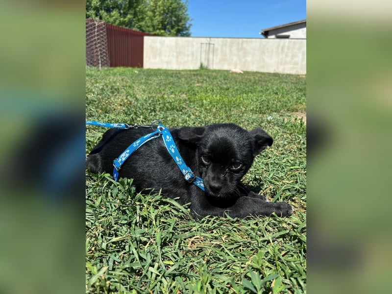 Kocos, 3 Monate, 18cm sucht seine Menschen