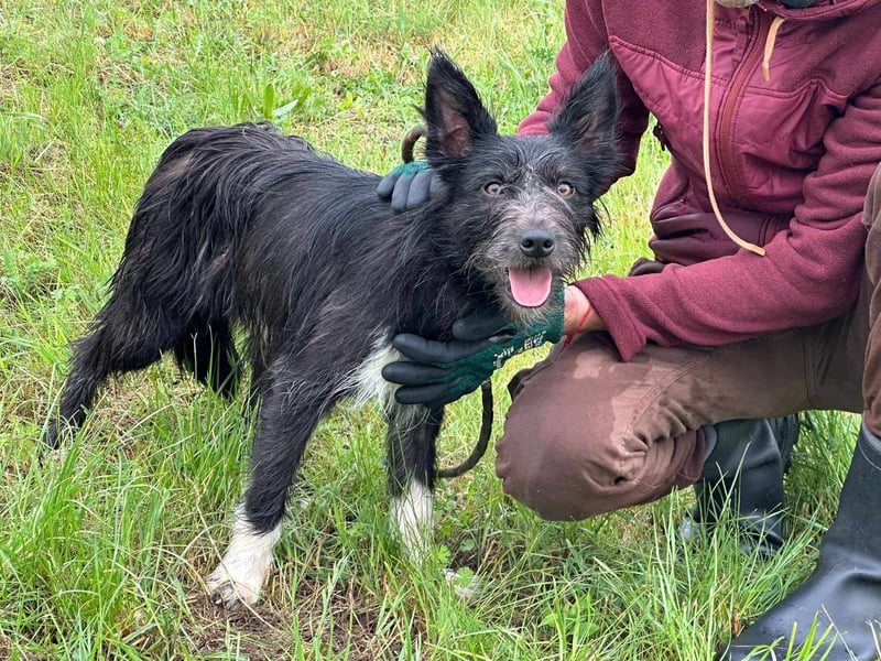 Zorro, geboren 25.09.2024, 40cm sucht sein Glück