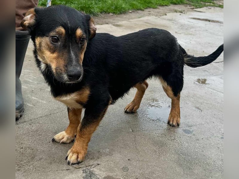 Dexter, geboren 01.08.2023, 34cm sucht sein Körbchen