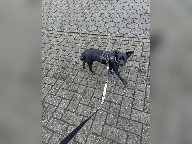 Onix, geboren 31.01.2025, 31cm sucht sein für immer Zuhause