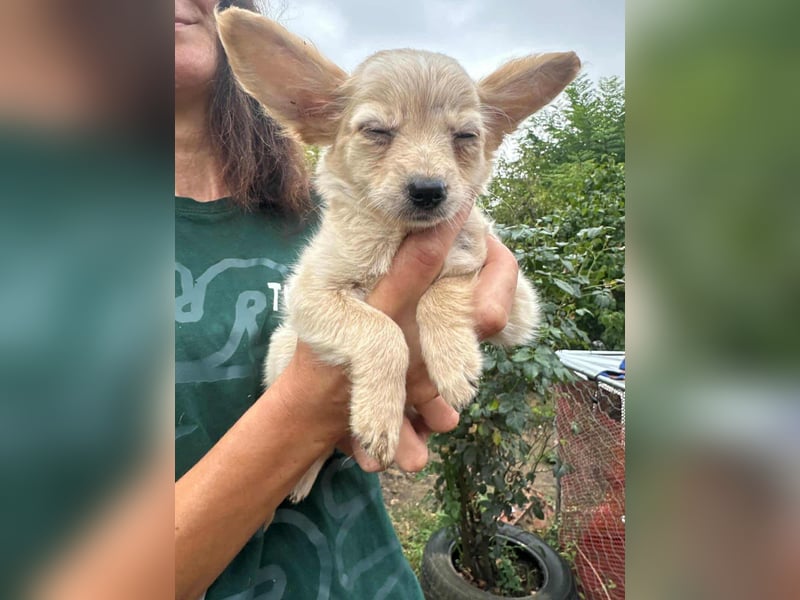 Leo, geboren 26.05.2025, 19cm sucht seine Familie fürs Leben