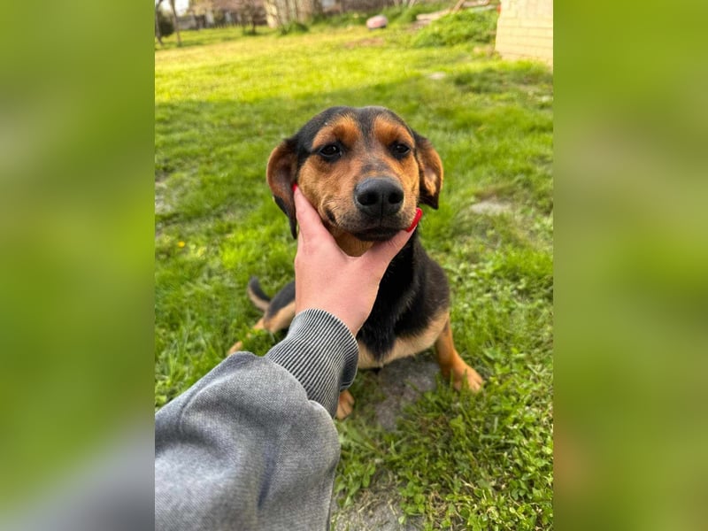 Amigo, geboren 08.04.2023, 35cm sucht sein Zuhause