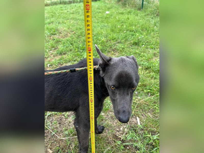 Nero, geboren 20.06.2024, 62cm sucht sein Zuhause