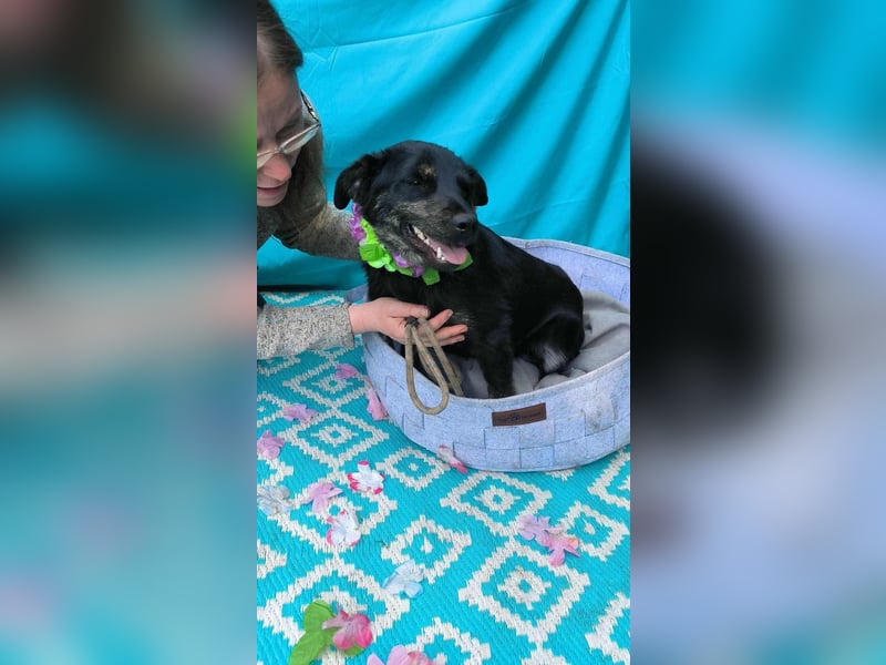 Austin, 1,5 Jahre sucht sein Körbchen