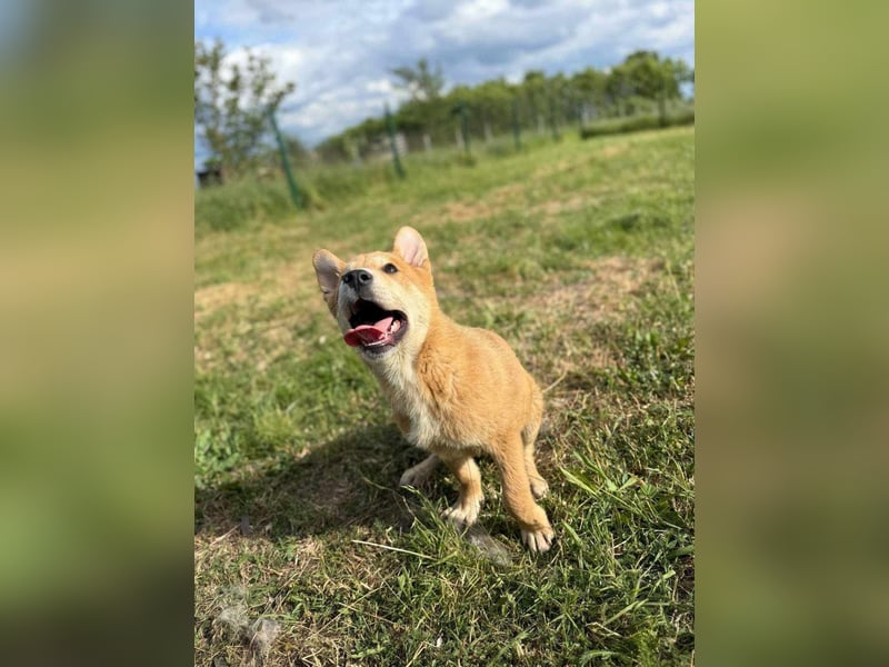 Mimasz, geboren 10.01.2025, 40cm sucht sein Glück