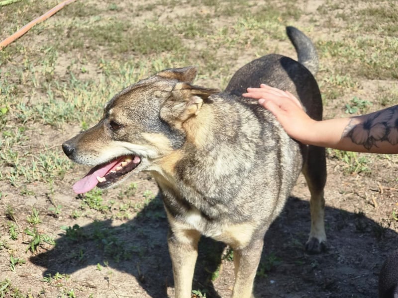 Lacika, 4 Jahre jung, 45 cm, sucht sein Zuhause