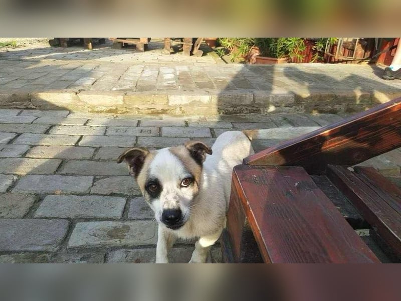 Mikey, geboren 30.03.2023, 29cm sucht sein Körbchen