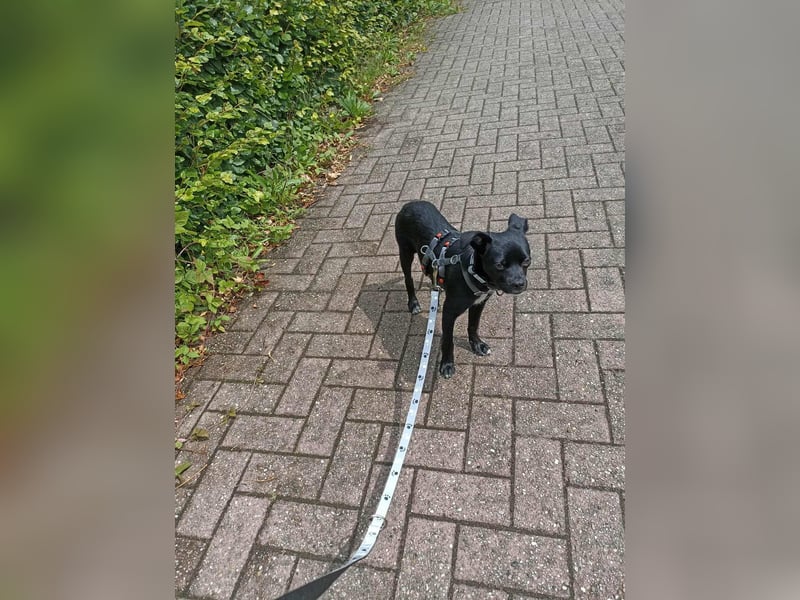 Onix, geboren 31.01.2025, 31cm sucht sein für immer Zuhause