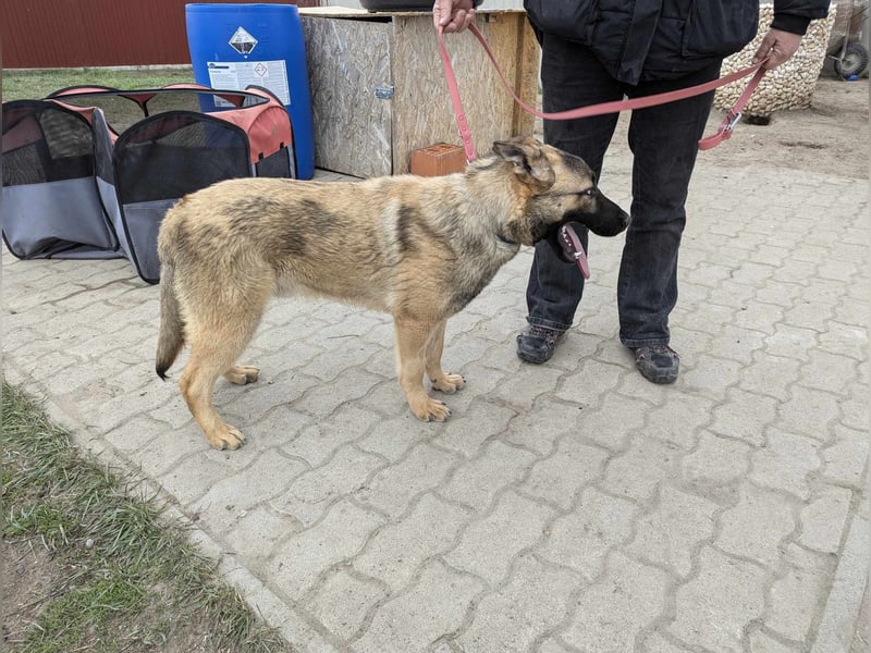 Iwo,  geboren 22.05.2024, 60cm sucht seine Menschen