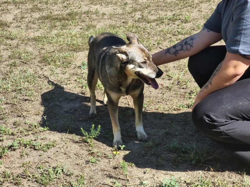 Lacika, 4 Jahre jung, 45 cm, sucht sein Zuhause