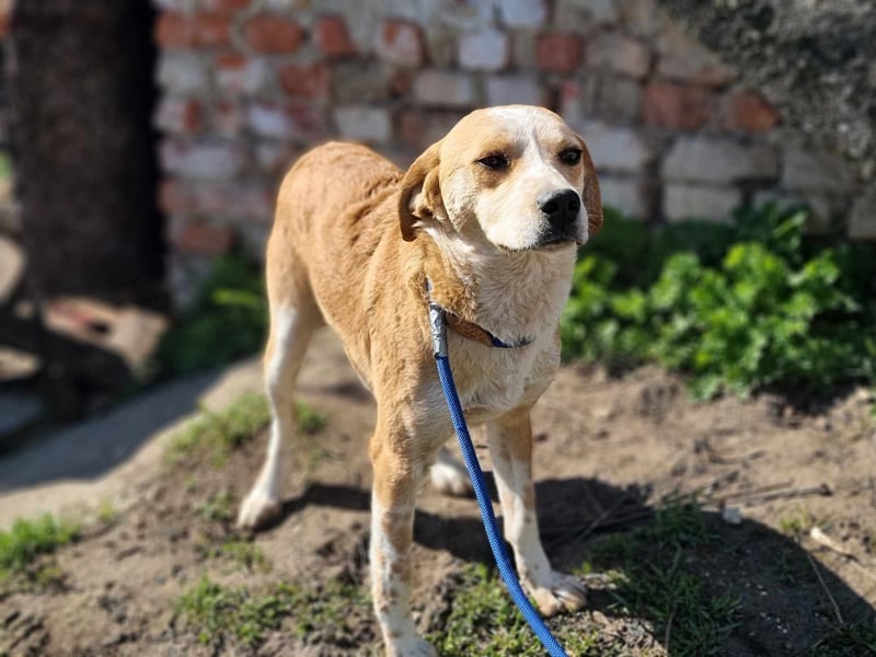 Mocca, geb. 04/2024, 42 cm, wünscht sich ein Körbchen