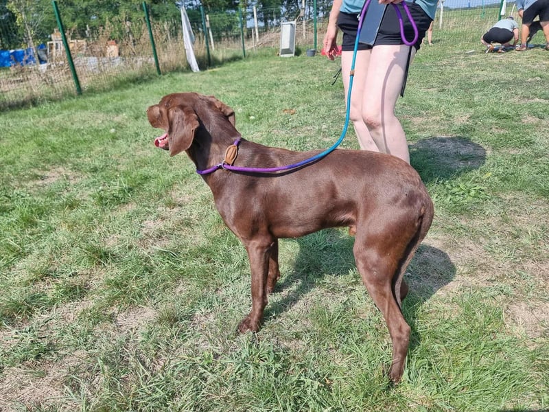 Csoki, geboren 01.08.2022, 61cm sucht Menschen mit Herz