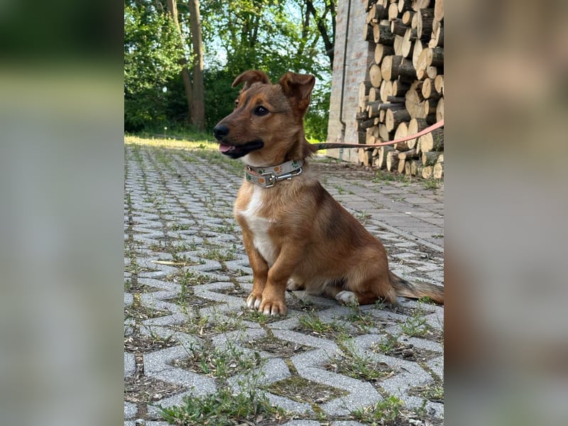 Tom, geboren 05.11.2024, 28cm sucht seine Menschen