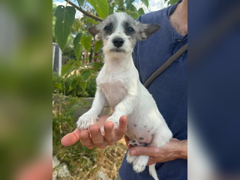 Luke, geboren 30.03.2025, 20cm sucht seine Chance