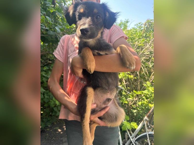 Bruno, geboren 03.2025, 36cm sucht seine Chance