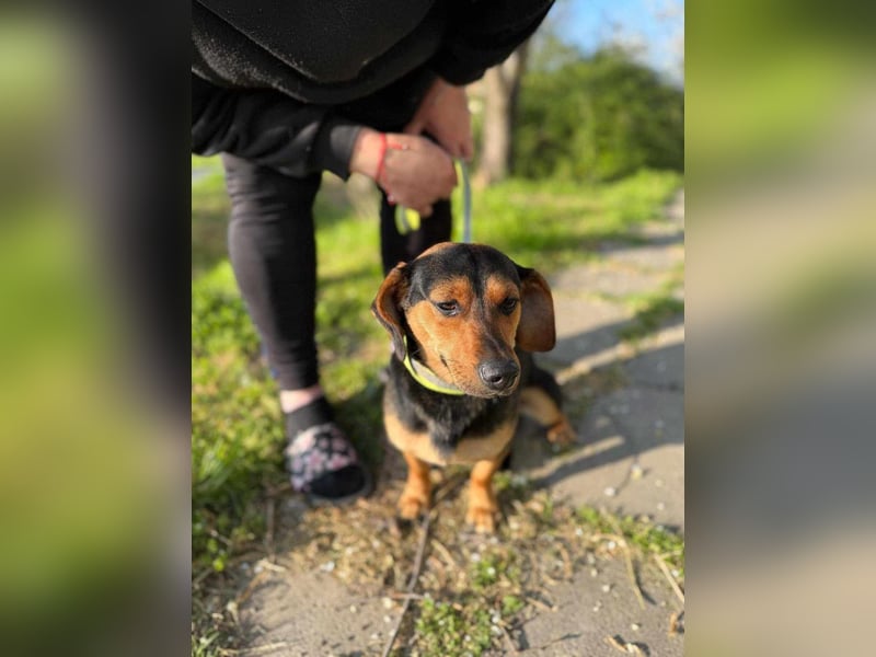 Amigo, geboren 08.04.2023, 35cm sucht sein Zuhause