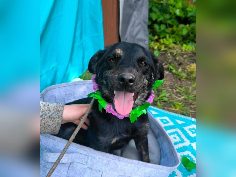 Austin, 1,5 Jahre sucht sein Körbchen