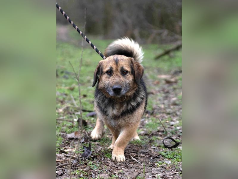 Albert, ca. 4 Jahre jung, 43 cm, wartet so sehr auf seine Chance glücklich zu werden
