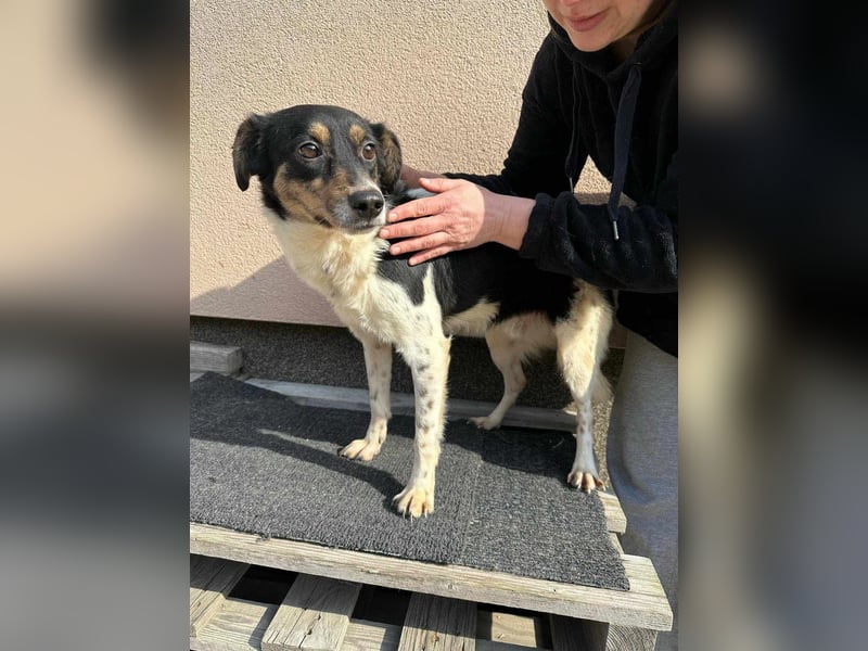 Milo, geboren 21.05.2023, 43cm sucht sein Zuhause