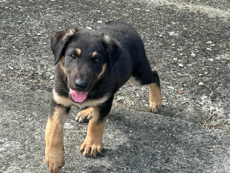 Henry, geboren 01.06.2025, 39cm sucht sein Zuhause