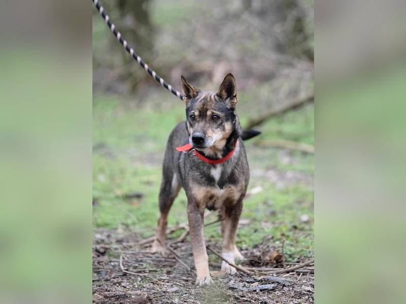 Lacika, 4 Jahre jung, 45 cm, sucht sein Zuhause