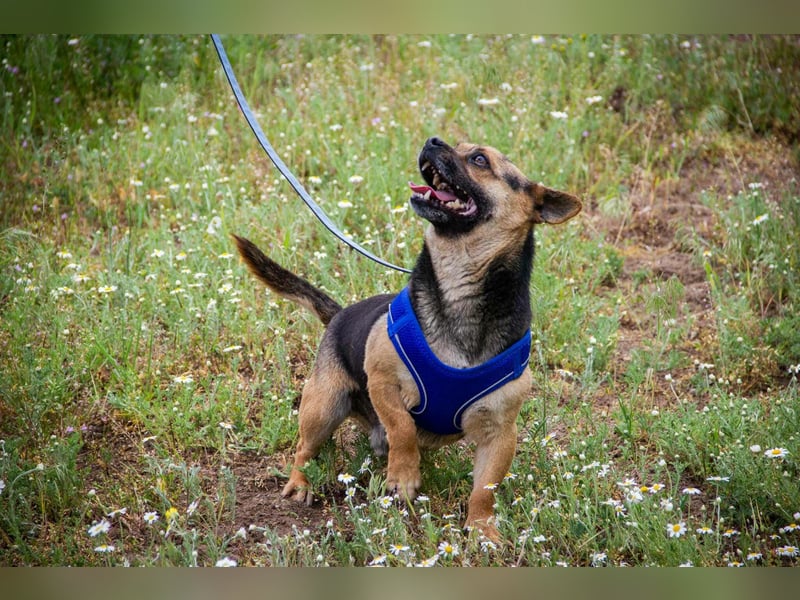 Picur, 5 Jahre, 30cm sucht sein Zuhause
