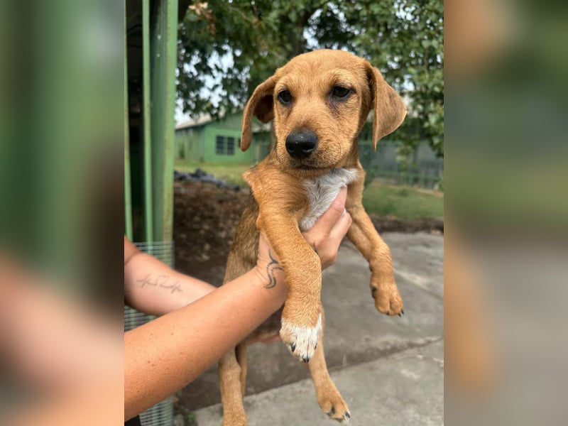 Sam, geboren 02.07.2025 sucht seine Menschen