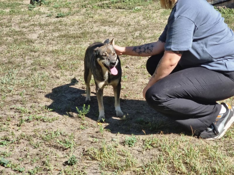 Lacika, 4 Jahre jung, 45 cm, sucht sein Zuhause