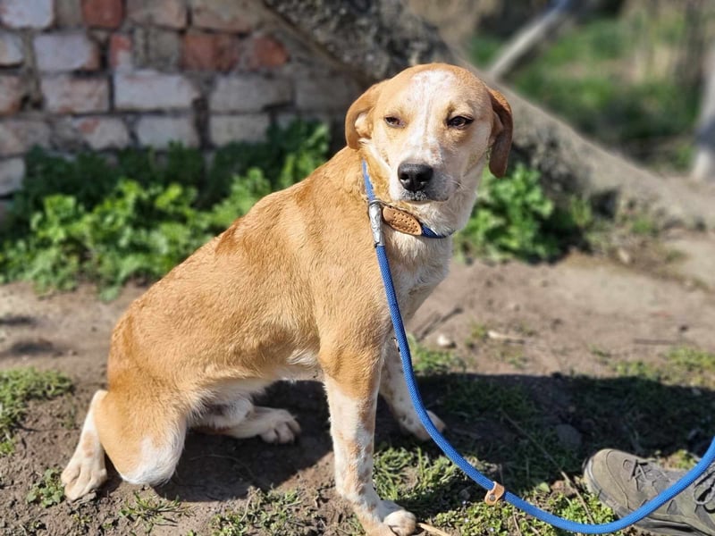 Mocca, geboren 04.2024, 42 cm wünscht sich ein Körbchen