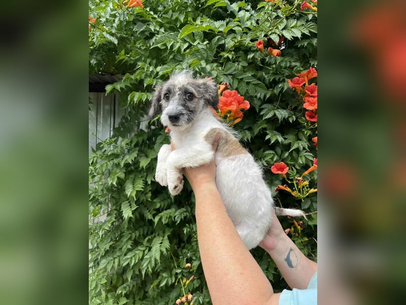 Vili, geboren 07.04.2025, 25cm sucht seine Menschen