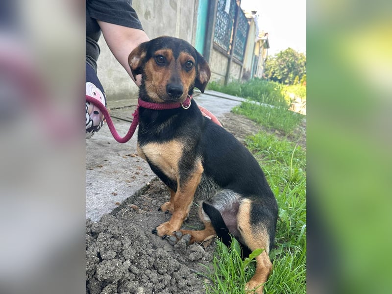Amigo, geboren 08.04.2023, 35cm sucht sein Zuhause