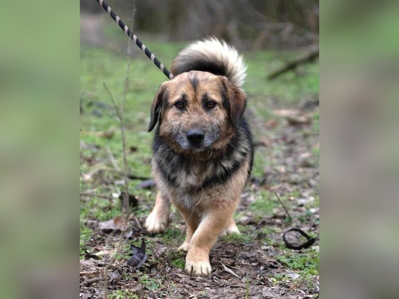 Albert, ca. 4 Jahre jung, 43 cm, wartet so sehr auf seine Chance glücklich zu werden