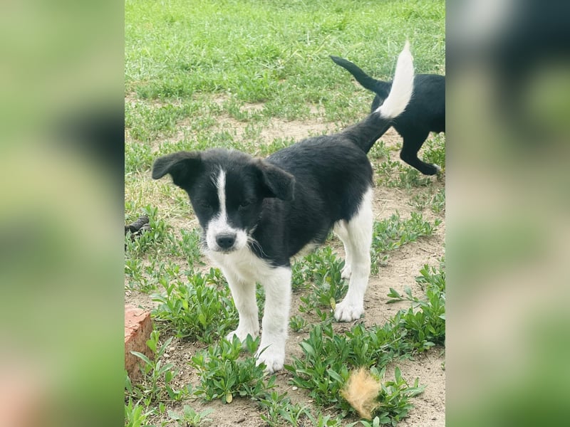 Bolyhos, 3 Monate, 18cm sucht sein Zuhause