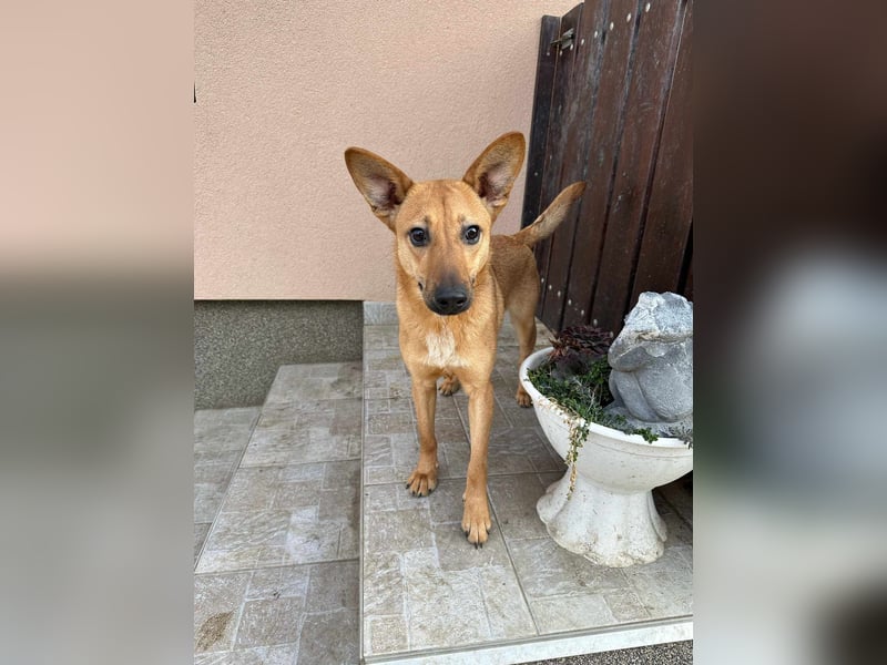 Kubu, geb. 01.06.2024, 40 cm, sucht ein Für-Immer-Zuhause