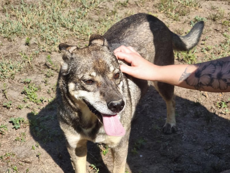 Lacika, 4 Jahre jung, 45 cm, sucht sein Zuhause