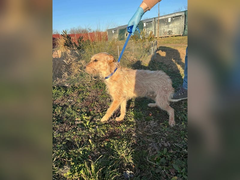Berci, 1 Jahr, 35cm, wartet auf sein Glück
