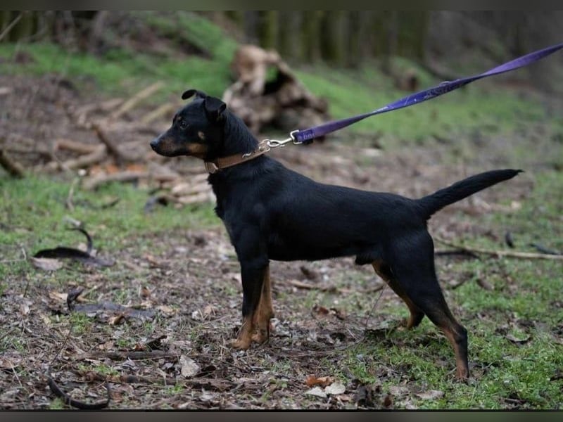 Lieber Lala, ca. 2 Jahre alt, 39 cm, wünscht sich eine Familie