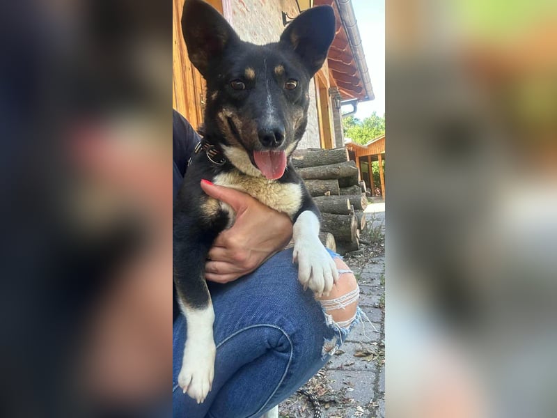 Frici, geboren 20.04.2021, 32cm sucht seine Familie