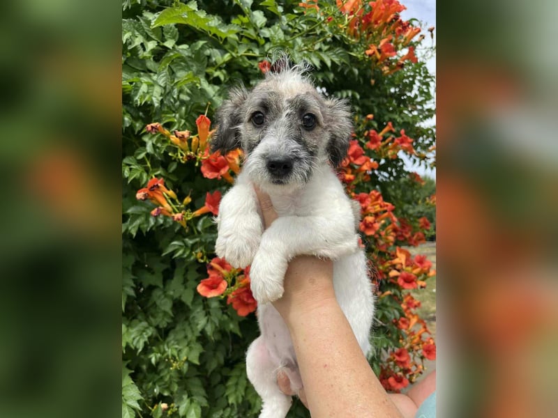 Vili, geboren 07.04.2025, 25cm sucht seine Menschen