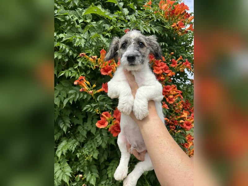 Vili, geboren 07.04.2025, 25cm sucht seine Menschen