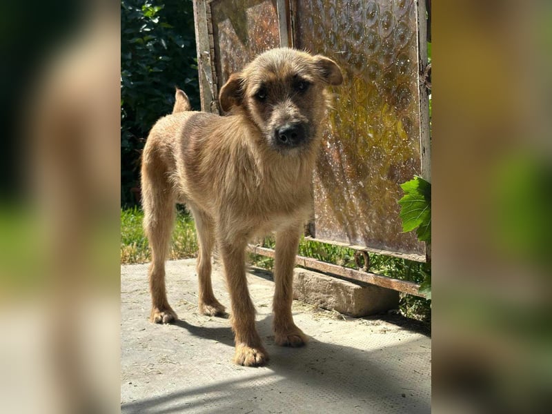 Teddy, 2 Jahre sucht sein Körbchen