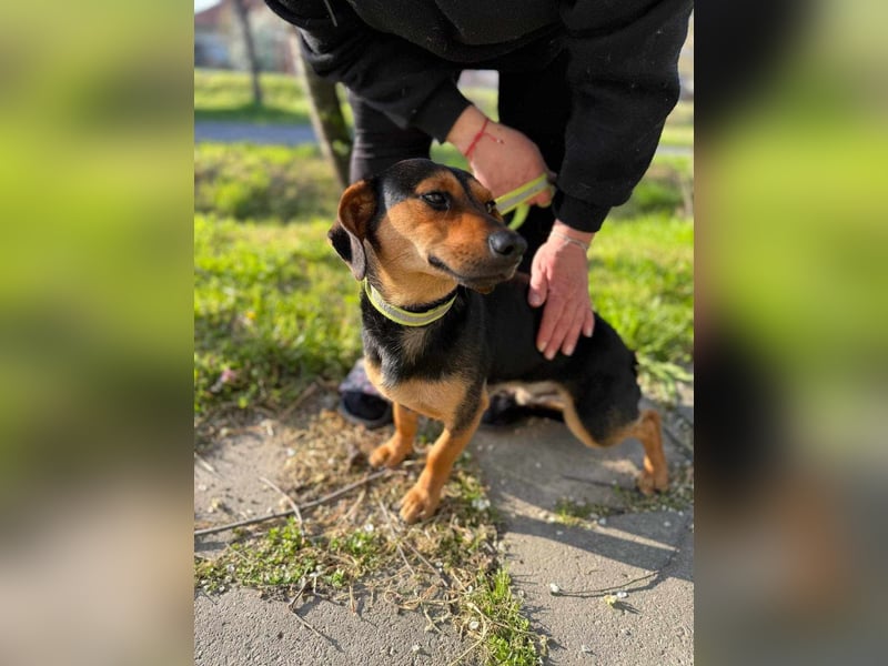 Amigo, geboren 08.04.2023, 35cm sucht sein Zuhause