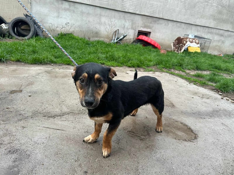 Dexter, geboren 01.08.2023, 34cm sucht sein Körbchen