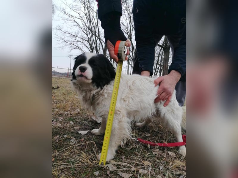 Forrest, geb. 01.02.2023, 38 cm, wartet auf ein tolles Hundeleben