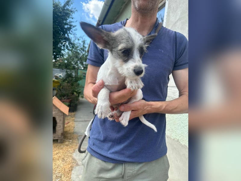 Luke, geboren 30.03.2025, 20cm sucht seine Chance