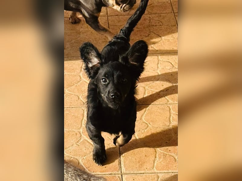 Joker, 9 Monate, 28cm sucht sein Glück