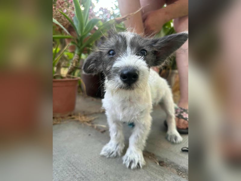 Lobo, geboren 30.03.2025, 23cm sucht seine Menschen