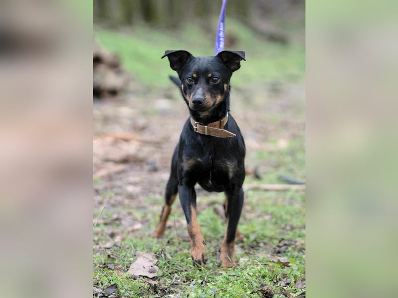 Lieber Lala, ca. 2 Jahre alt, 39 cm, wünscht sich eine Familie